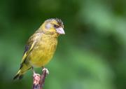 Gruenfink - European Greenfinch  (Carduelis chloris)
